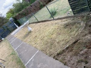 Verwildeter Garten wieder hergerichtet